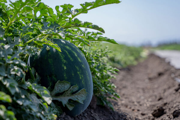 close-up-watermelon